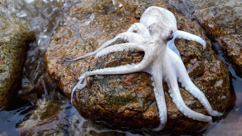 Oktopus wird weiss vor Schreck