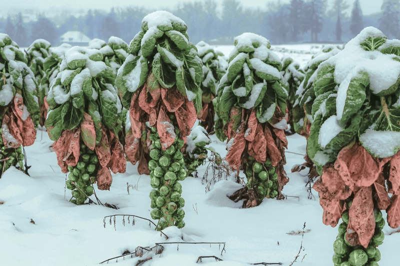 Schädlinge verursachen Ernteeinbussen beim Rosenkohl