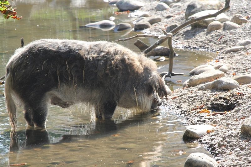 Viel Innovation im Tierpark Lange Erlen in Basel