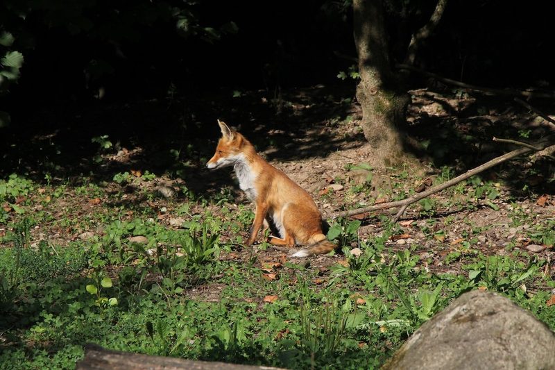 Viel Innovation im Tierpark Lange Erlen in Basel