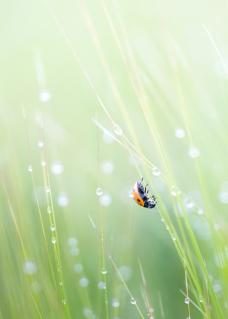 Gewinnerbild WildArt Photographer of the Year