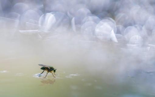 Gewinnerbild WildArt Photographer of the Year