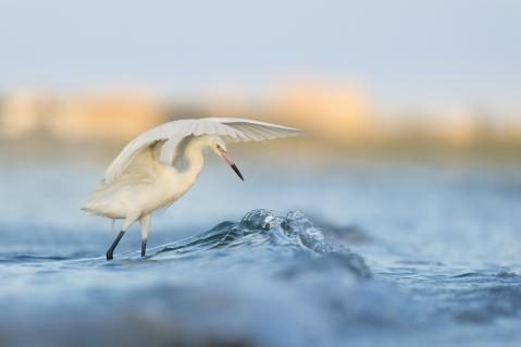 Gewinnerbild WildArt Photographer of the Year