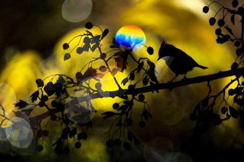 Gewinnerbild WildArt Photographer of the Year