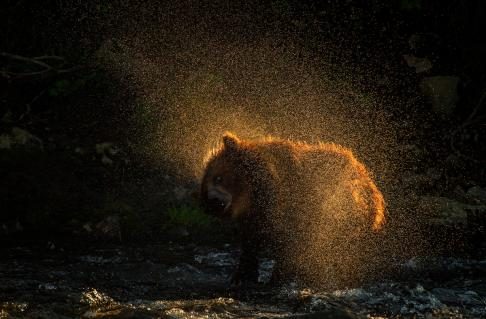 Gewinnerbild WildArt Photographer of the Year