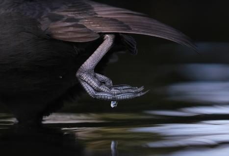 Gewinnerbild WildArt Photographer of the Year