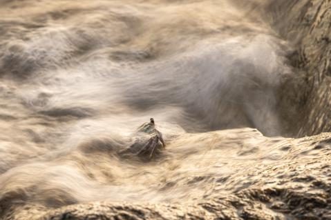 Gewinnerbild WildArt Photographer of the Year