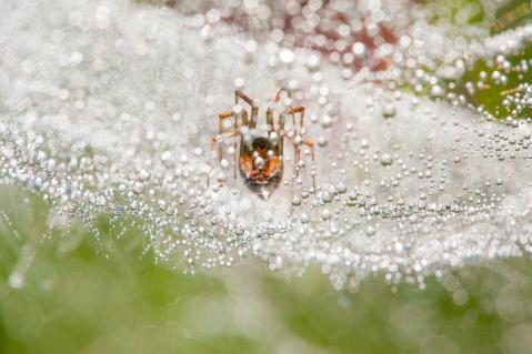 Gewinnerbild WildArt Photographer of the Year