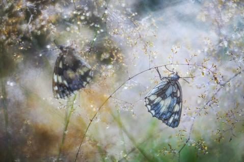 Gewinnerbild WildArt Photographer of the Year