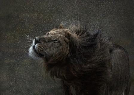 Gewinnerbild WildArt Photographer of the Year