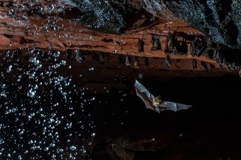Gewinnerbild WildArt Photographer of the Year
