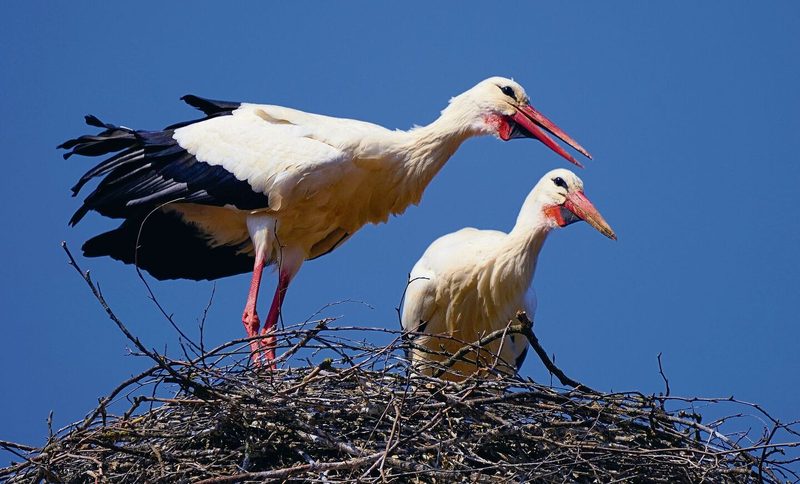 STörche im Nest