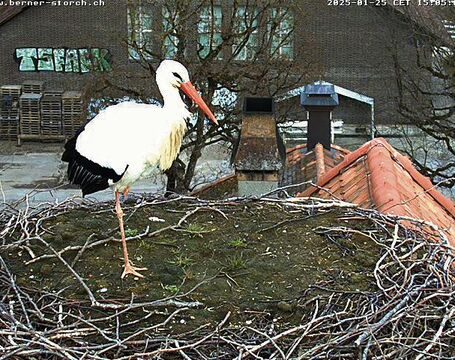 Webcam beim Storchennest
