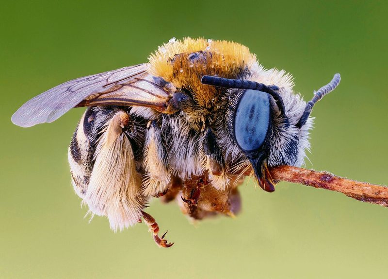 Verschiedene Techniken verhindern, dass Tiere vom Ast fallen.