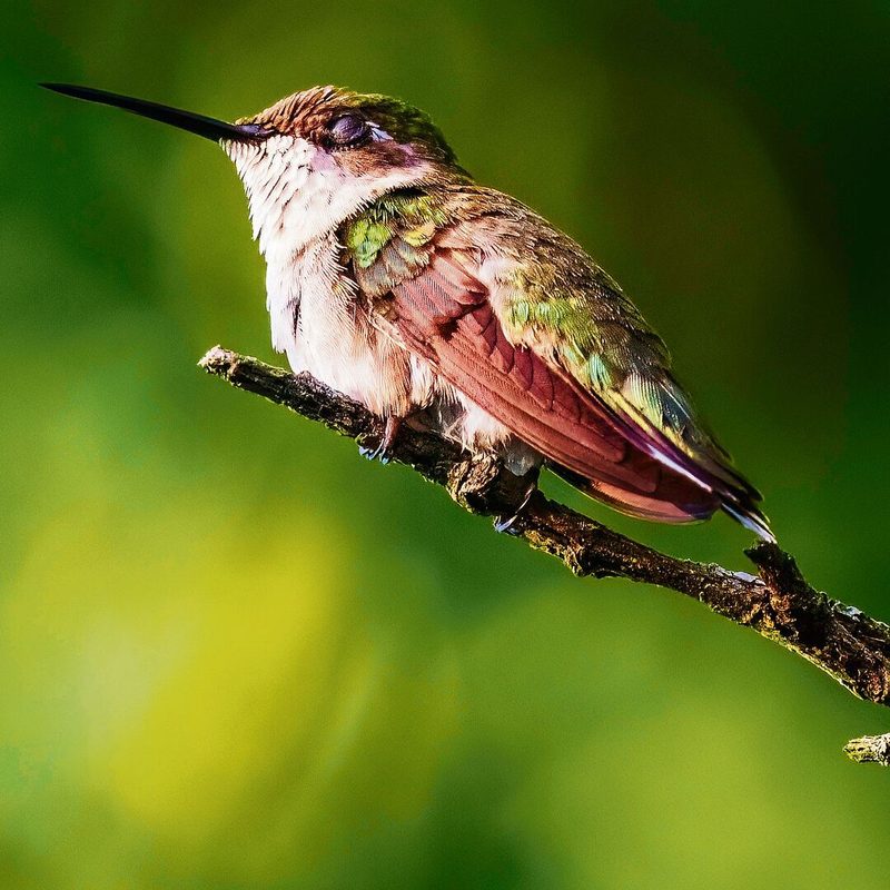 Vogel auf Ast