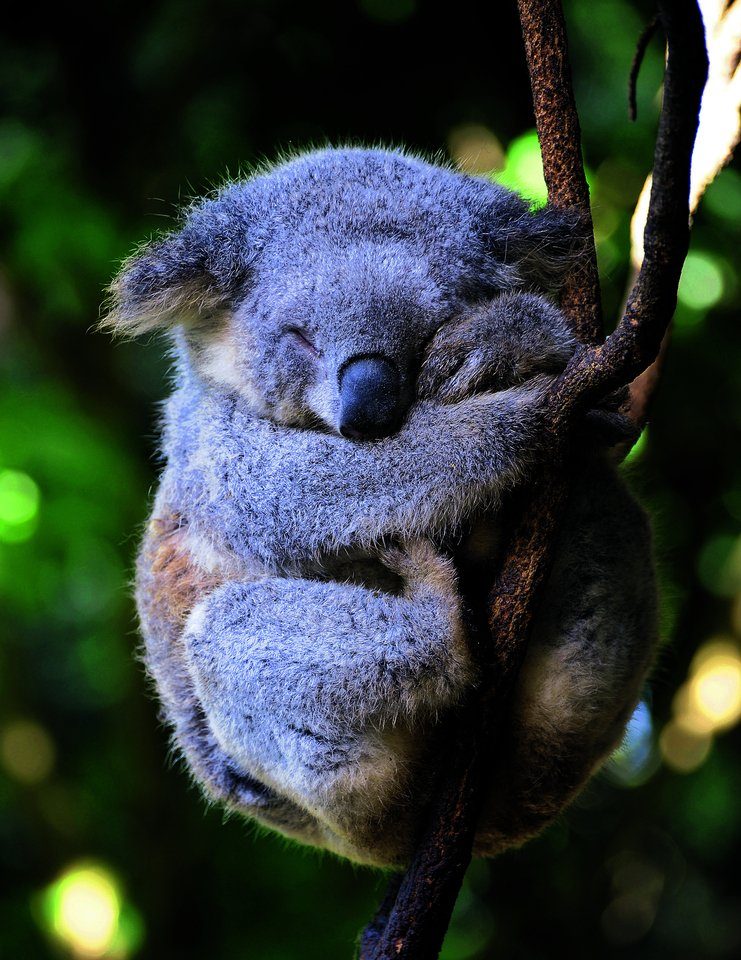 Koalas verschlafen bis zu 22 Stunden pro Tag. Schuld ist ihre Vorliebe für Eukalyptus.