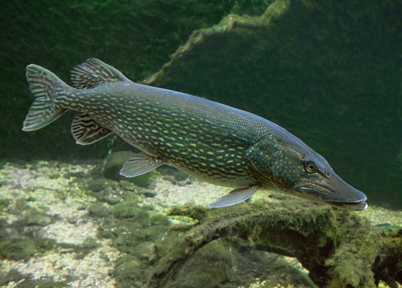 Der Hecht: Meister der Jagd