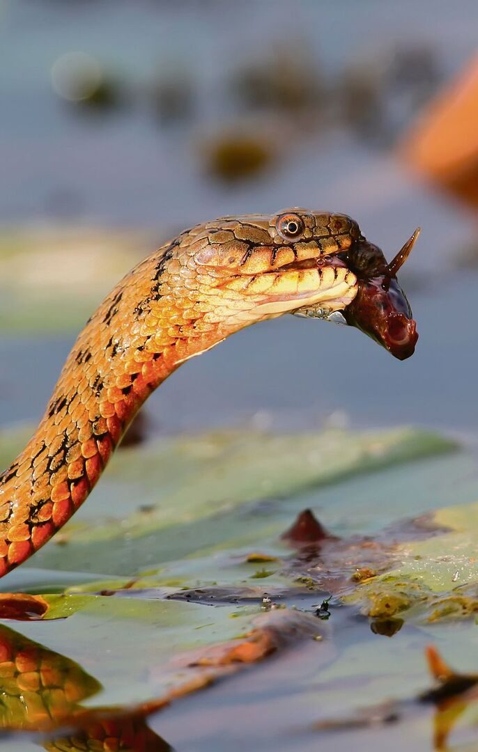 Die Würfelnatter ist eine ausgezeichnete Schwimmerin und ernährt sich von kleinen Fischen.