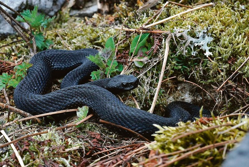 Auch komplett schwarze Aspisvipern können vorkommen.