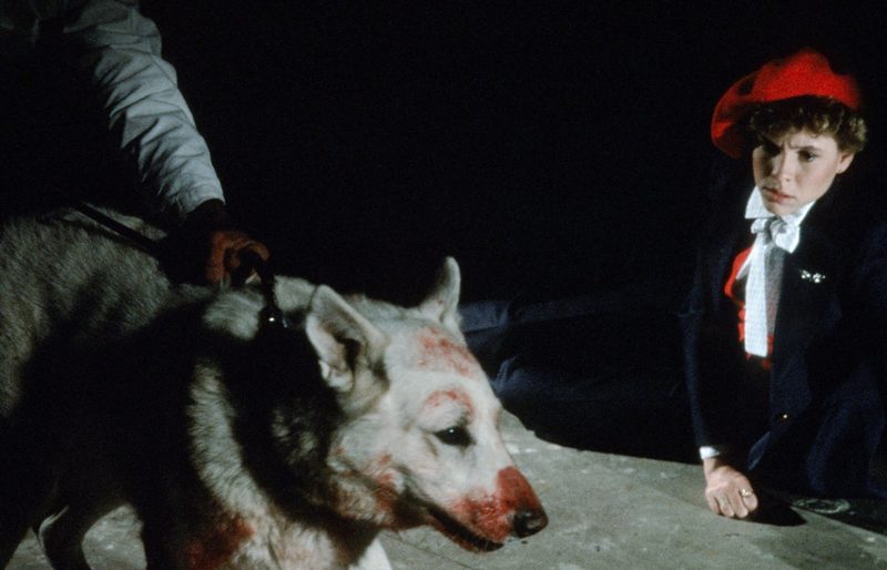 Im Berner Kino Rex faucht, bellt und miaut es auf der Leinwand