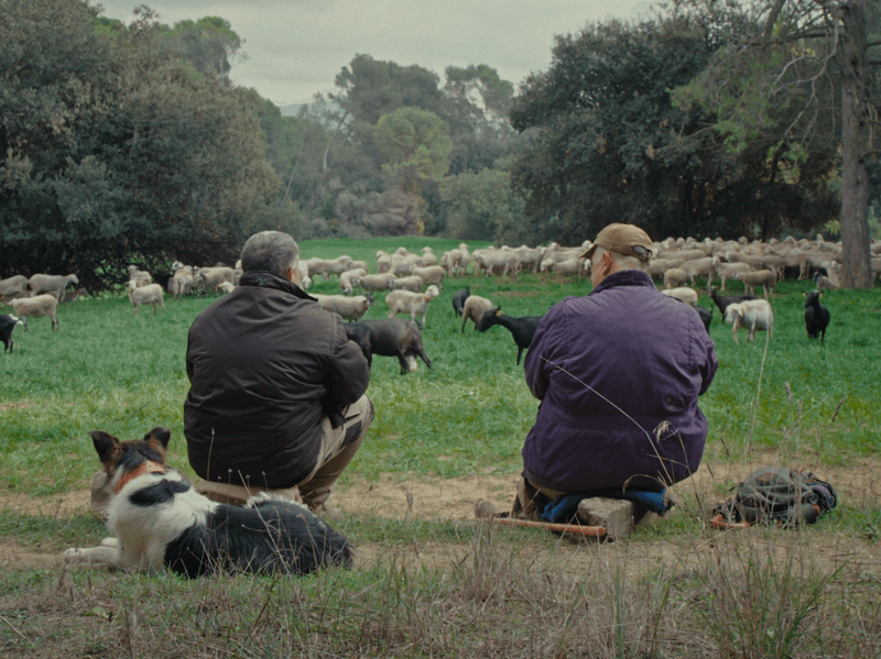 Im Berner Kino Rex faucht, bellt und miaut es auf der Leinwand