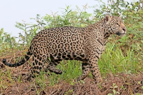 01-Jaguar-Pantanal-4.jpg