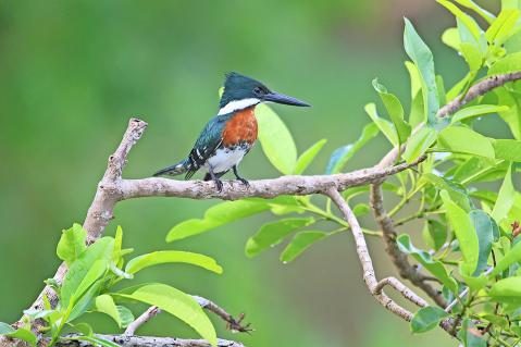 06-Gruenfischer-Maennchen-Pantanal-1.jpg