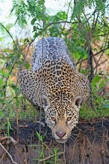 02-Jaguar-Pantanal-5.jpg