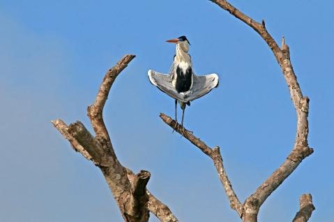 09-Cocoireiher-Pantanal.jpg