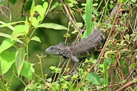 13-Gruener-Leguan-Pantanal.jpg