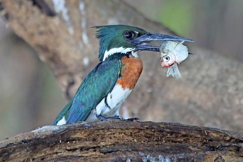05-Amazonasfischer-Maennchen-mit-Beute-Pantanal.jpg