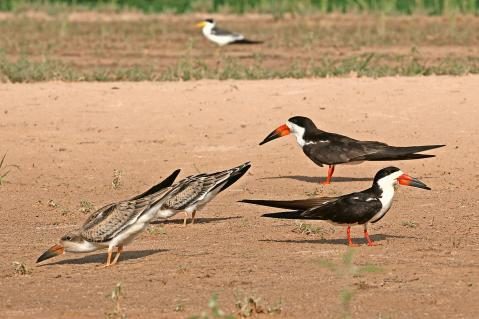 16-Schwarzmantel-Scherenschnabel-Pantanal-1.jpg