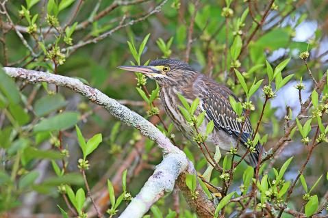 10-Mangrovereiher-Jungvogel-Pantanal.jpg