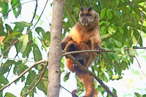 03-Azara-Kapuzineraffe-Pantanal.jpg