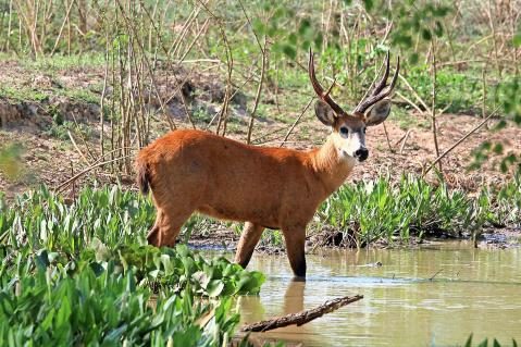 17-Sumpfhirsch-Pantanal.jpg