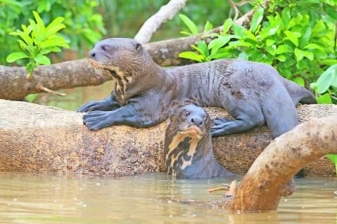 11-Riesenotter-Pantanal-2.jpg