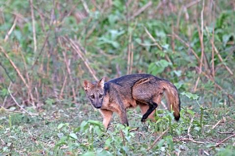 08Krabbenfuchs-Pantanal.jpg