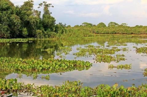 18-Rio-Claro-Pantanal.jpg