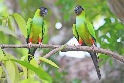 14-Nandaysittiche-Pantanal.jpg