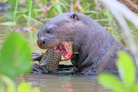 12-Riesenotter-Pantanal-3.jpg