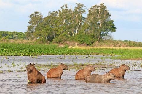 07-Capybaras-Pantanal-2.jpg