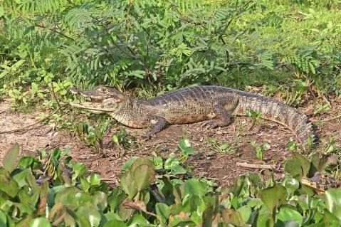 04-Brillenkaiman-Pantanal-1.jpg