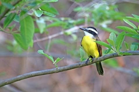 15-Liktormaskentyrann-Pantanal.jpg