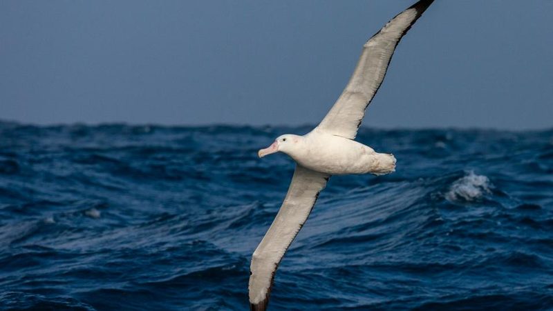 Wanderalbatros mit gespreizten Flügeln