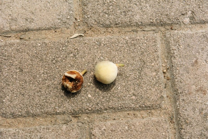 Braunkopfpapagei: gut getarnt in der Natur, selten in der Voliere