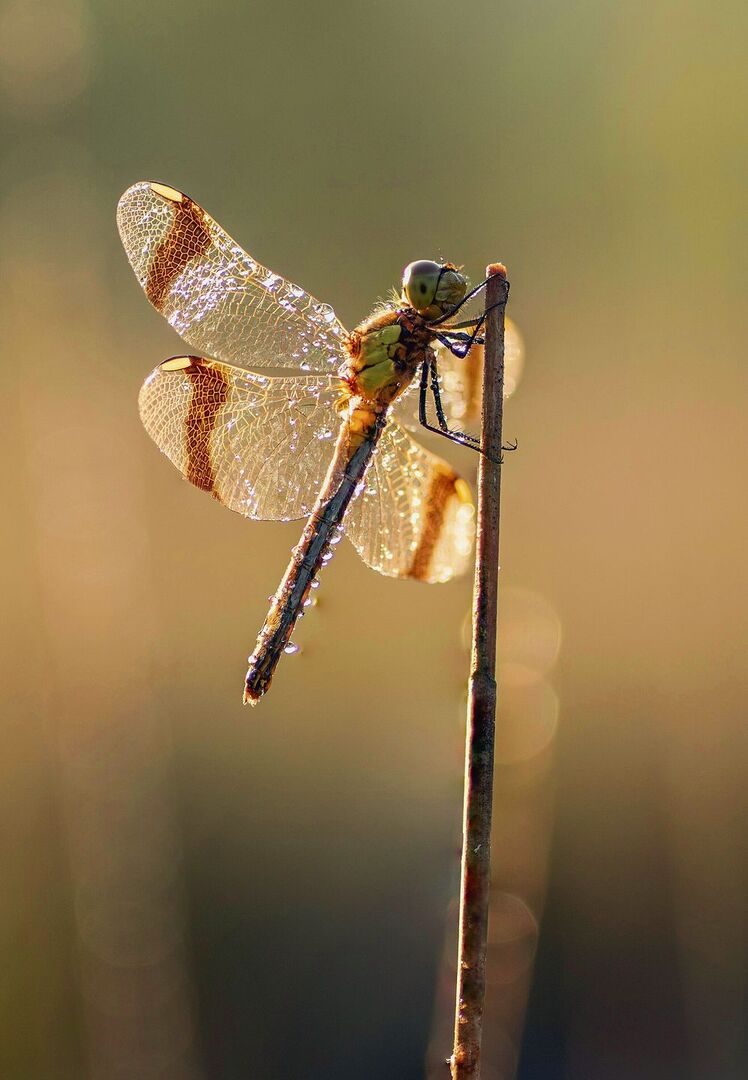 Dragonfly in close up