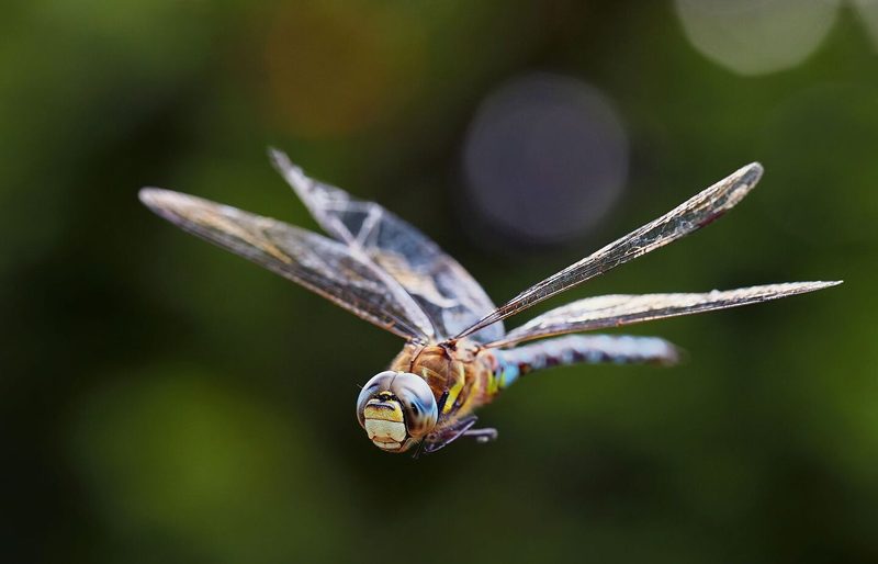 Mit ihren vier verstellbaren Flügel erinnern Libellen an Helikopter.