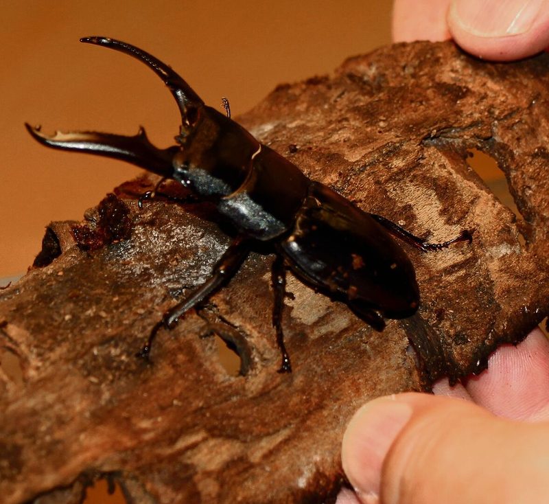 Prosopocoilus giraffa keisukei