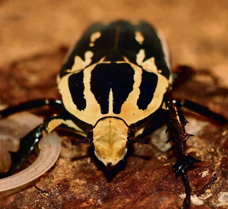 Mecynorhina torquata ugandensis