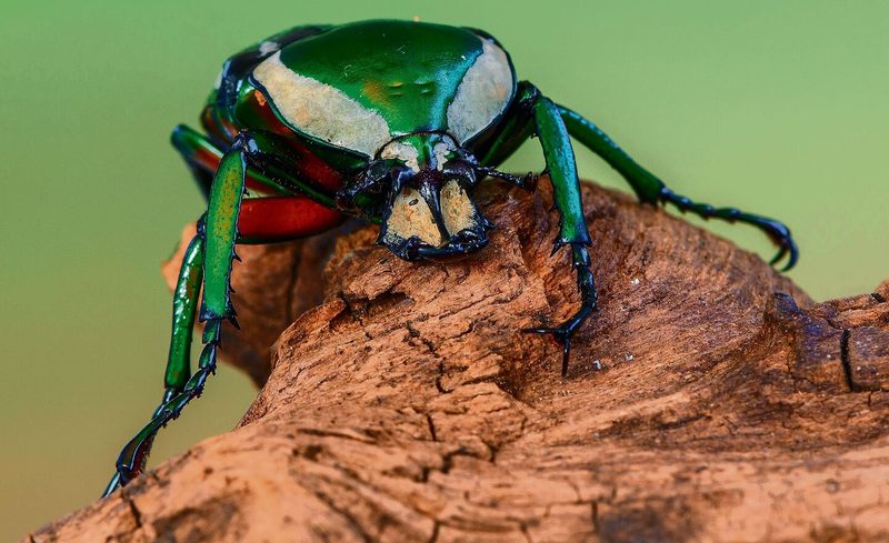 Dicronorhina derbyana derbyana aus Afrika ist unter Käferfreunden beliebt.